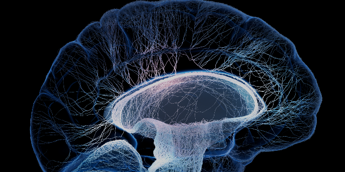 Neurovascular Field