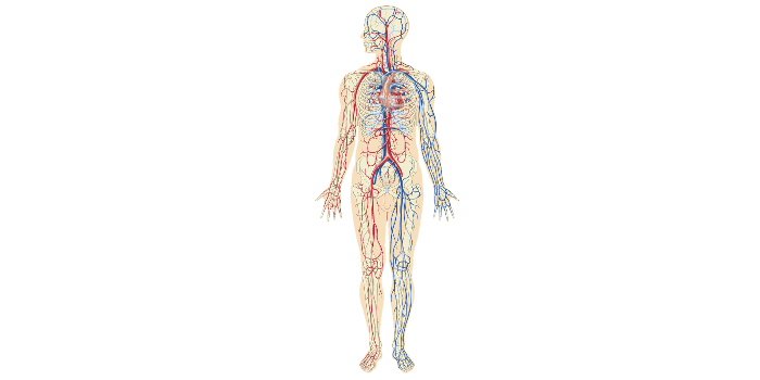 Peripheral Vascular Field